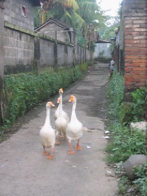 �K�`���E�̍s�ihspace=