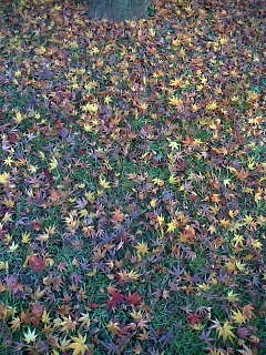 �����̗����t hspace=